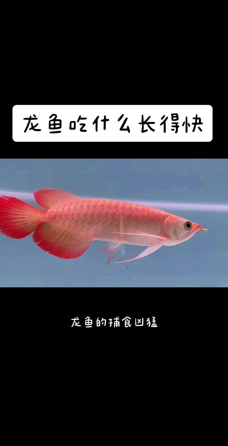 短身龍魚好嗎怎么養