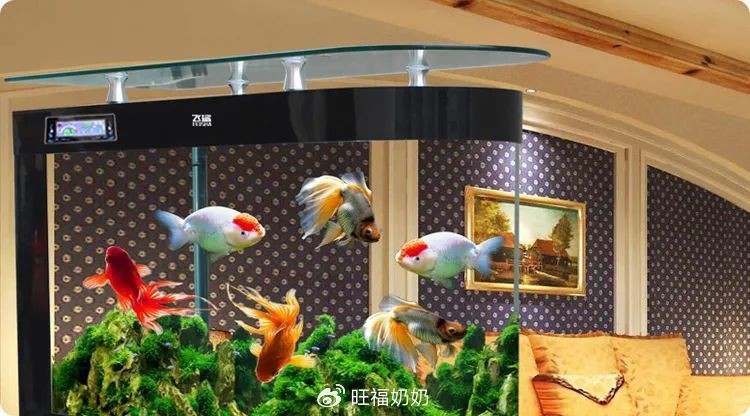 扔魚是擋災還是破財