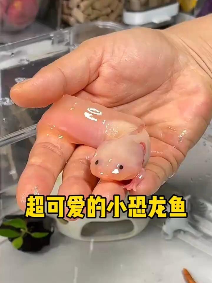 如何降低恐龍魚的飼養難度？