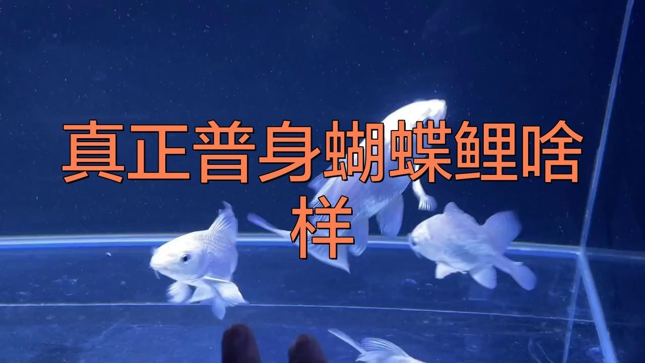 蝴蝶鯉普身和短身哪個好