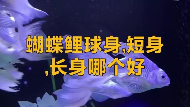 蝴蝶鯉普身和短身哪個好