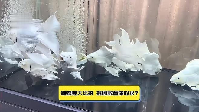 蝴蝶鯉普身和短身哪個好