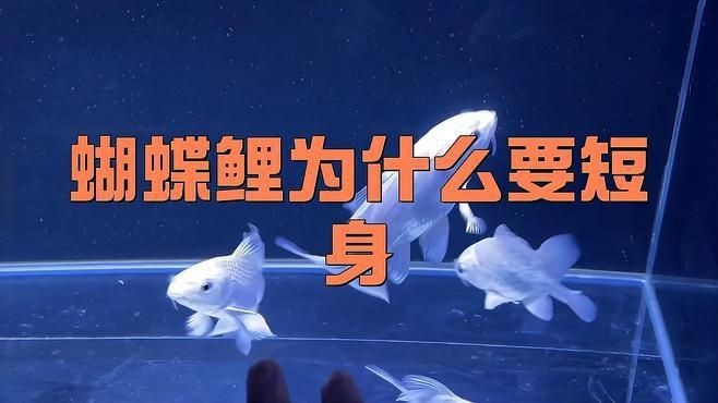 蝴蝶鯉普身和短身哪個好