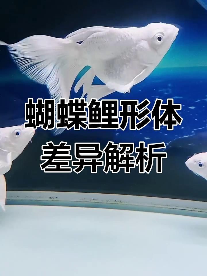 蝴蝶鯉普身和短身哪個好