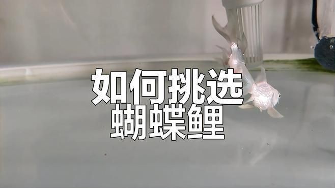 蝴蝶鯉普身和短身哪個好