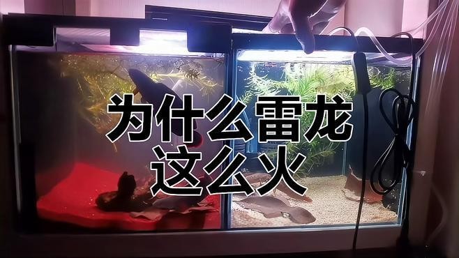 雷龍魚什么品種最貴