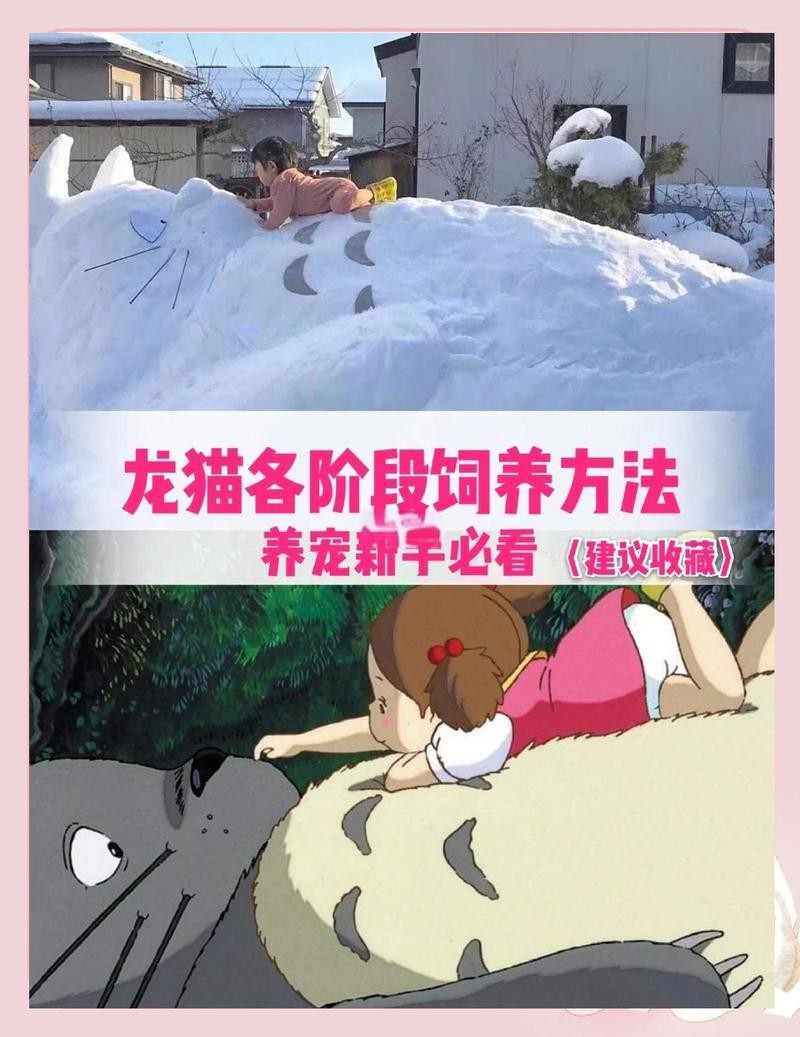 龍貓養了多久才能放出來 龍貓養了多久才能放出來 龍魚論壇 第5張