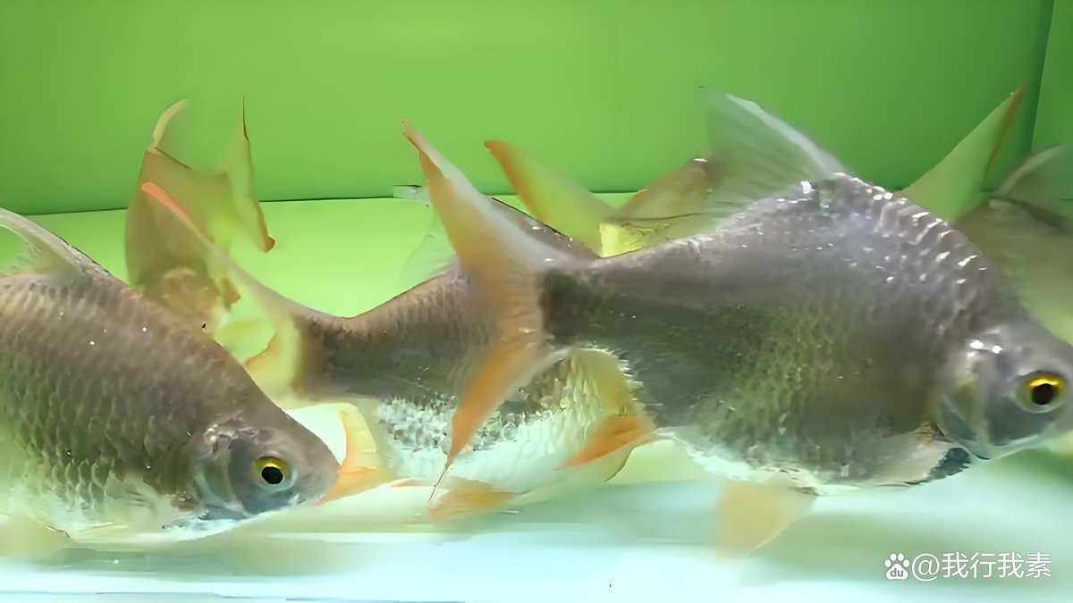 檸檬鯽和觀賞魚哪個更值得養
