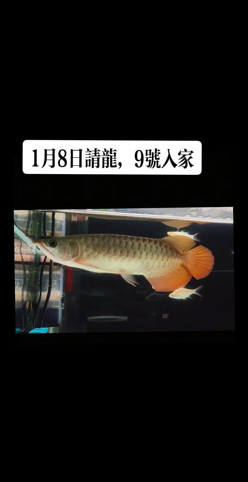 紅龍魚虎斑紋是什么品種圖片 紅龍魚虎斑紋是什么品種圖片 龍魚百科 第7張