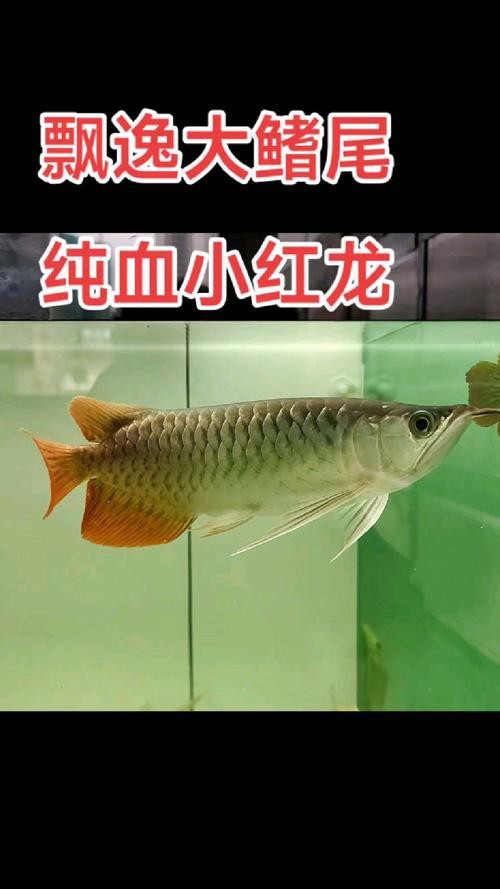紅龍魚虎斑紋是什么品種圖片 紅龍魚虎斑紋是什么品種圖片 龍魚百科 第15張