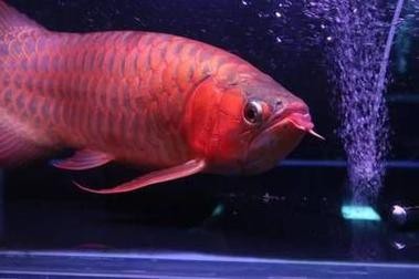 紅龍魚虎斑紋是什么品種圖片 紅龍魚虎斑紋是什么品種圖片 龍魚百科 第21張
