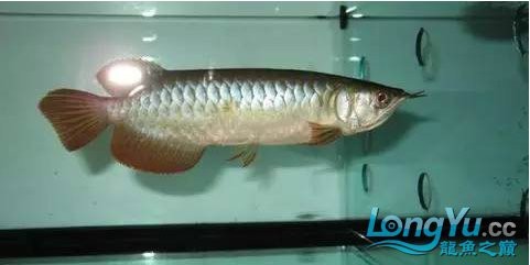 紅龍魚虎斑紋是什么品種圖片 紅龍魚虎斑紋是什么品種圖片 龍魚百科 第24張