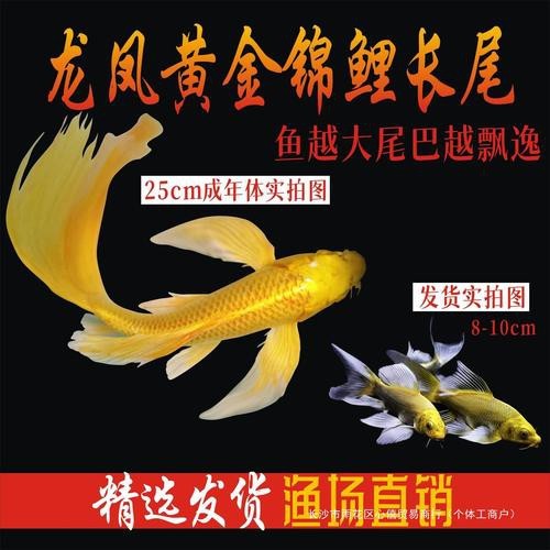 龍鳳魚圖片大全圖片