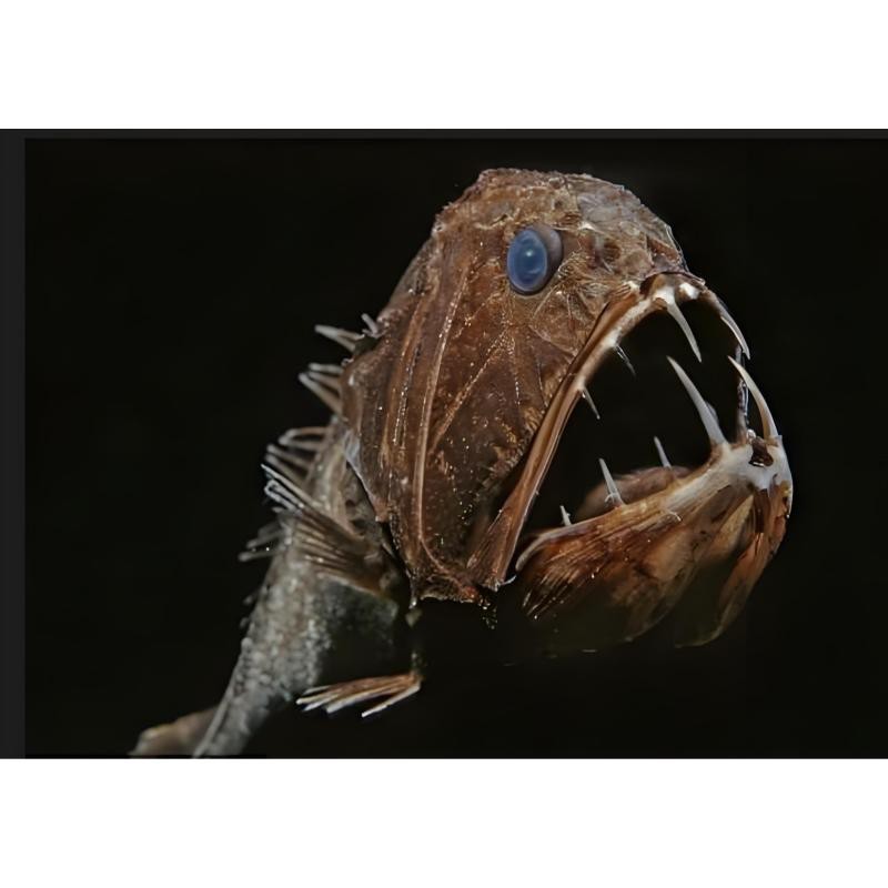帶尖牙齒的魚有哪些