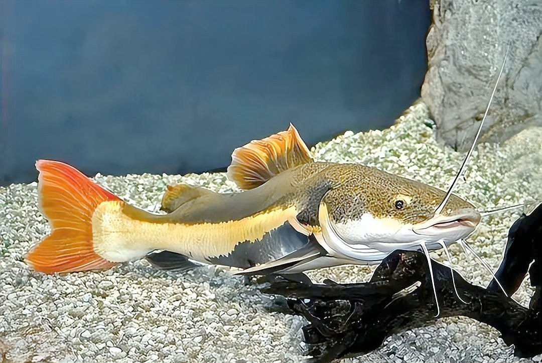 帶尖牙齒的魚有哪些