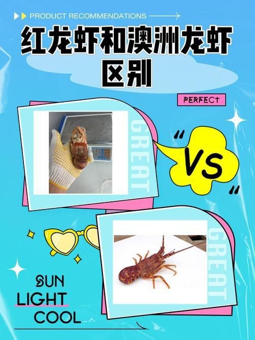 紅龍和澳龍的區別圖片