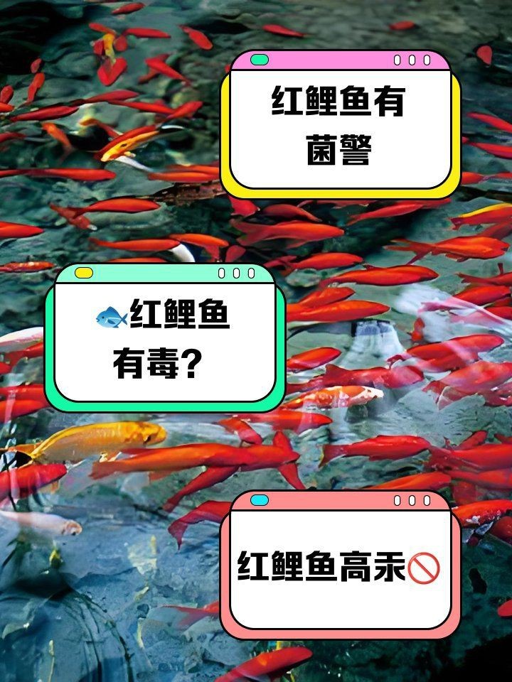 紅鯉魚盡量少吃的原因