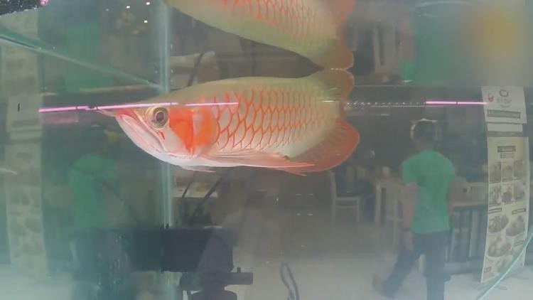 紅龍魚(yú)視頻標(biāo)題大全集 紅龍魚(yú)視頻標(biāo)題大全集 龍魚(yú)百科 第2張