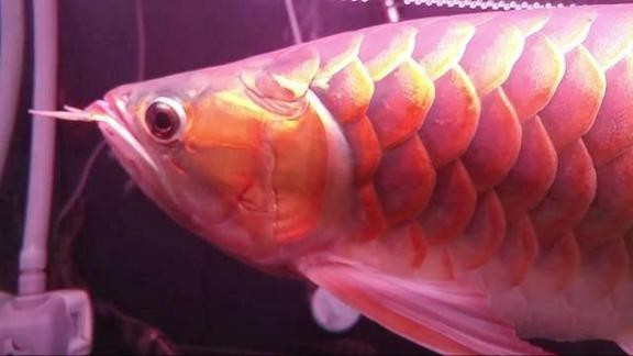 紅龍魚(yú)視頻標(biāo)題大全集 紅龍魚(yú)視頻標(biāo)題大全集 龍魚(yú)百科 第3張