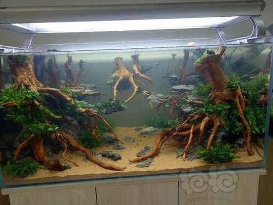 平陽縣昆陽達華花鳥魚養殖場（平陽縣昆陽達華花鳥魚養殖場地址）