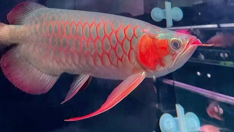 紅龍魚綠皮戰(zhàn)車獲取步驟詳解