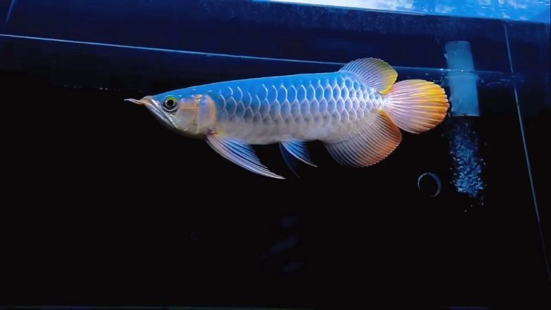 紅龍魚綠皮戰(zhàn)車獲取步驟詳解