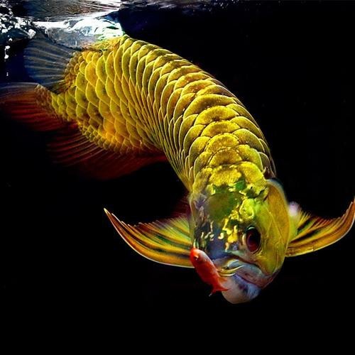 紅龍魚頭像2023最新款圖片大全 紅龍魚頭像2023最新款圖片大全 龍魚論壇 第17張