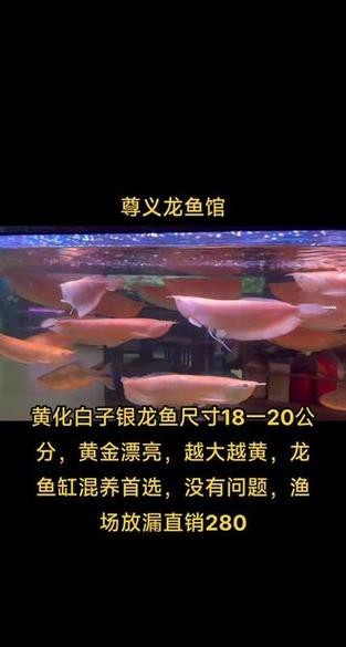 30厘米的銀龍魚需要多大魚缸呢圖片 30厘米的銀龍魚需要多大魚缸呢圖片 龍魚百科 第12張
