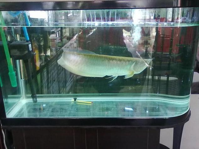 30厘米的銀龍魚需要多大魚缸呢圖片 30厘米的銀龍魚需要多大魚缸呢圖片 龍魚百科 第18張