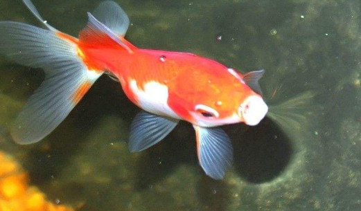 高新開發區舜華偉意興水族館（高新開發區舜華阿偉理發店）