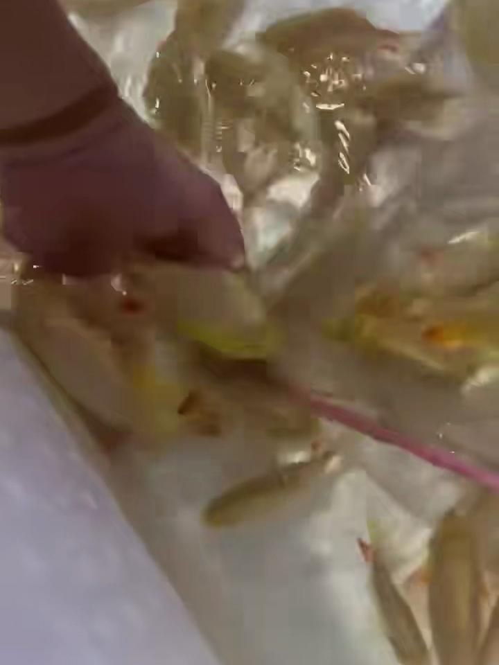 紅眼白子銀板魚有毒嗎