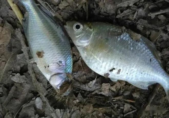 紅眼白子銀板魚有毒嗎