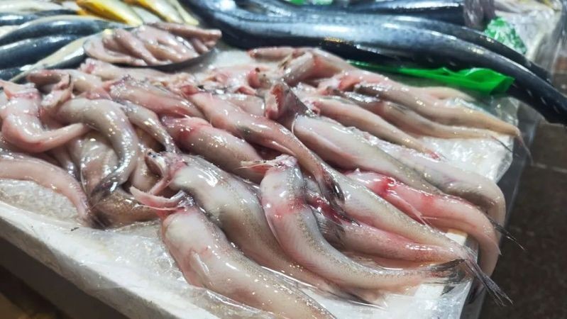 龍頭魚的價格是多少 龍頭魚的價格是多少 龍魚百科 第7張