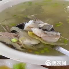 龍頭魚的價格是多少 龍頭魚的價格是多少 龍魚百科 第5張