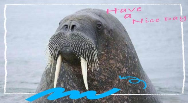 海豹,海獅,海象怎么區分 海豹,海獅,海象怎么區分 龍魚論壇 第6張