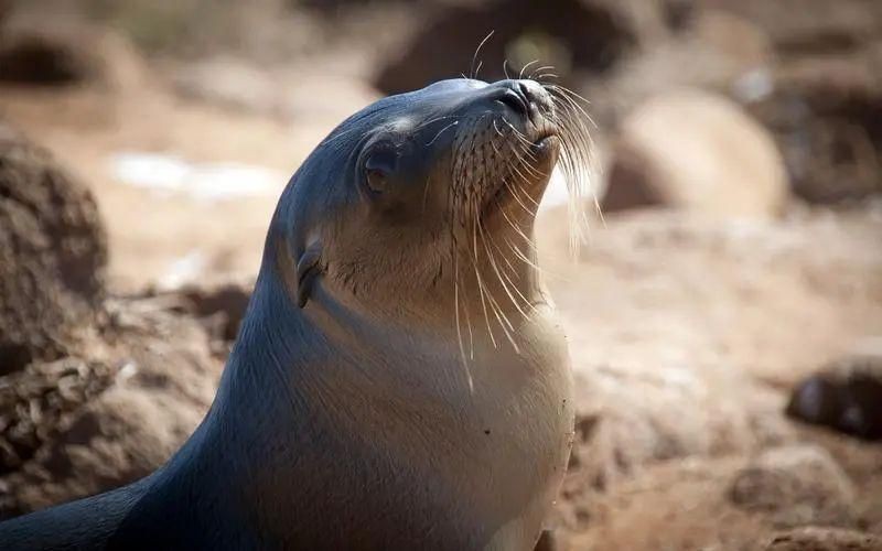 海豹,海獅,海象怎么區分 海豹,海獅,海象怎么區分 龍魚論壇 第7張