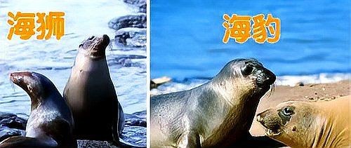 海豹,海獅,海象怎么區分 海豹,海獅,海象怎么區分 龍魚論壇 第4張