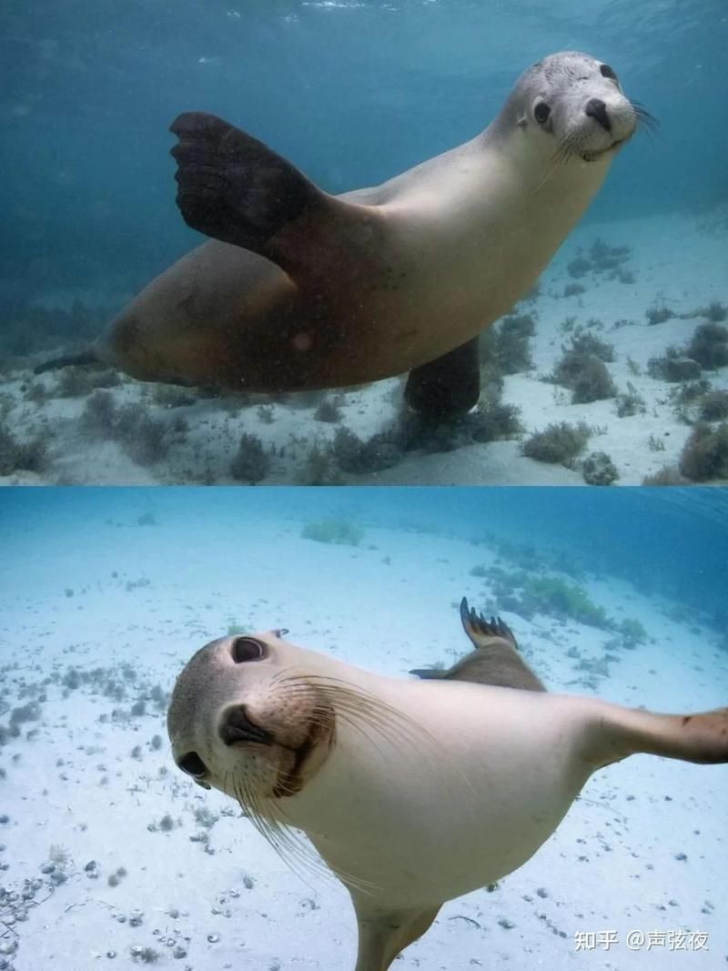 海豹,海獅,海象怎么區分 海豹,海獅,海象怎么區分 龍魚論壇 第8張