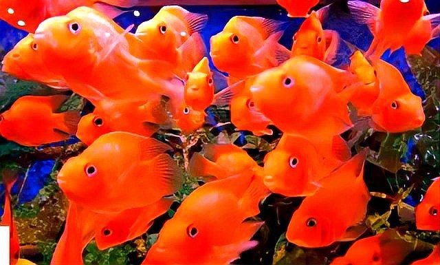 博宇雅致水族箱，博宇雅致水族箱燈壞了對應的信息，博宇雅致水族箱 博宇雅致水族箱，博宇雅致水族箱燈壞了對應的信息，博宇雅致水族箱 觀賞魚百科 第1張