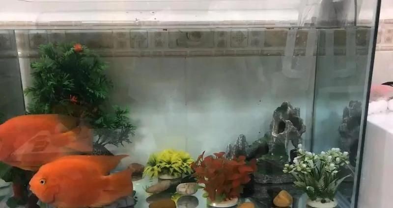 紅財神魚鸚鵡魚