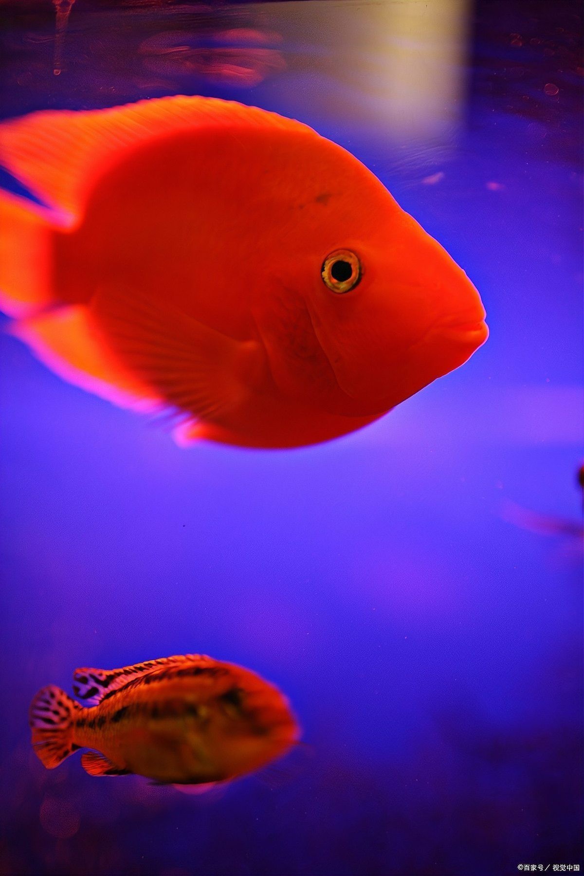 風水龍魚養幾條好旺財運 風水龍魚養幾條好旺財運 龍魚論壇 第4張
