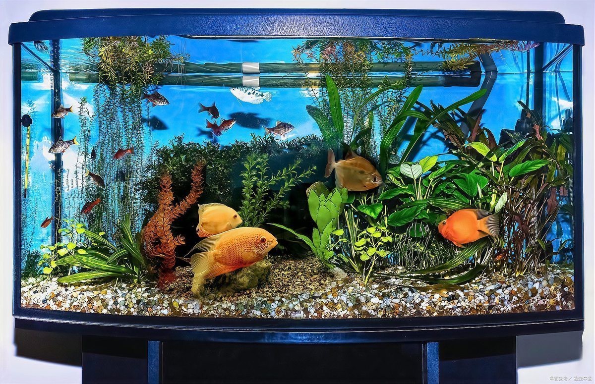 風水龍魚養幾條好旺財運 風水龍魚養幾條好旺財運 龍魚論壇 第10張