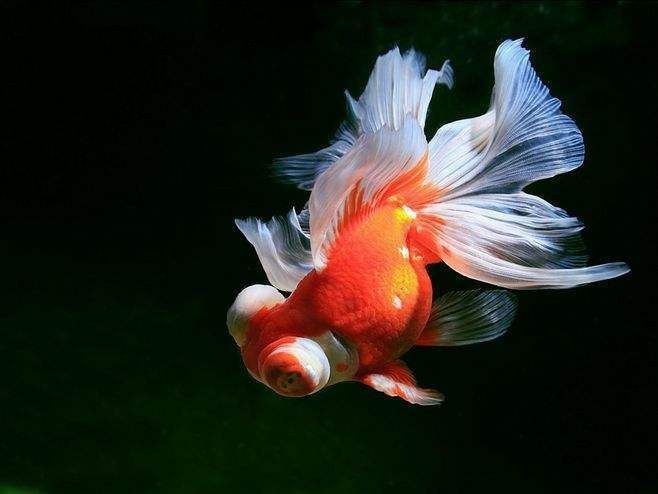 紅帽金魚爛頭怎么補救
