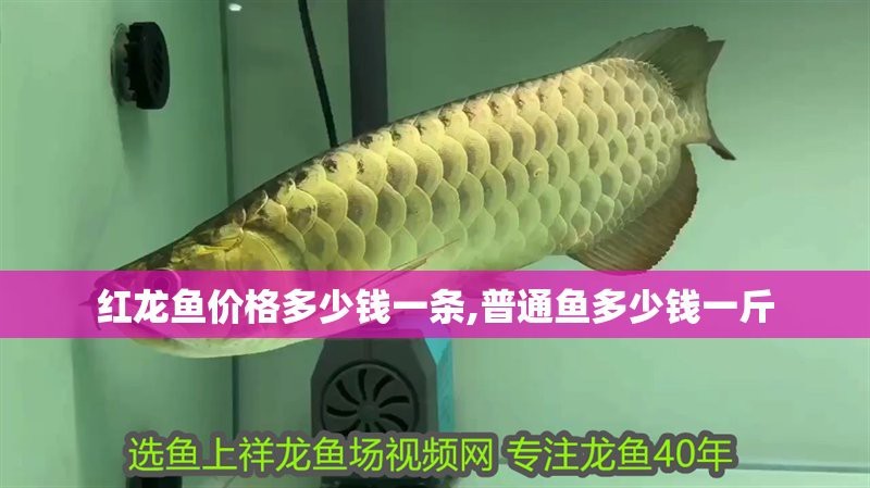 祥龍紅龍魚價格表