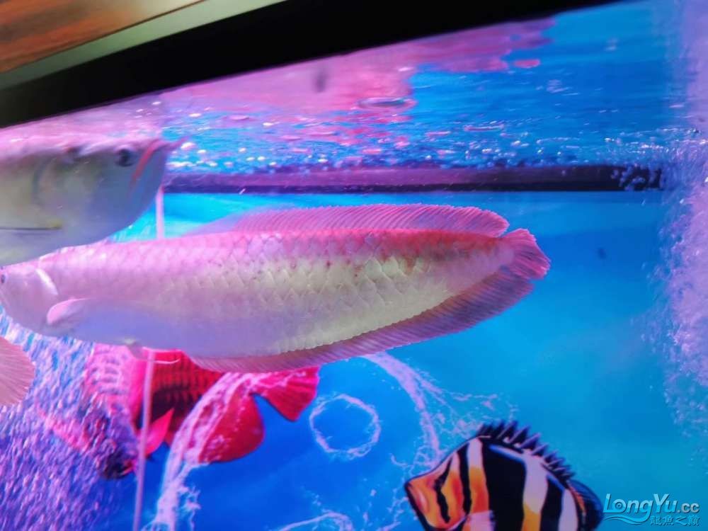 我的銀龍魚得了什么病 求大神指教魚鱗上 白色偏暗 我的銀龍魚得了什么病 求大神指教魚鱗上 白色偏暗 銀龍魚百科 第2張