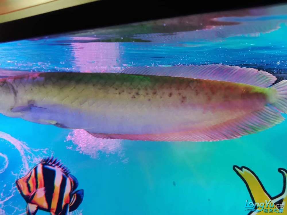 我的銀龍魚得了什么病 求大神指教魚鱗上 白色偏暗 我的銀龍魚得了什么病 求大神指教魚鱗上 白色偏暗 銀龍魚百科 第1張