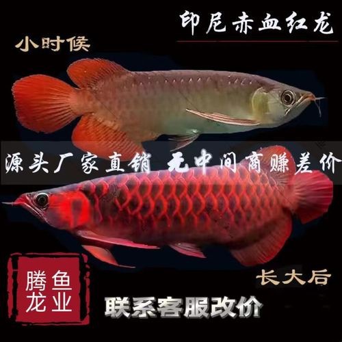 紅龍魚品牌等級排名圖片及價格介紹 龍魚百科 第10張 紅龍魚品牌等級排名圖片及價格介紹 紅龍魚品牌等級排名圖片及價格介紹 龍魚百科 第10張