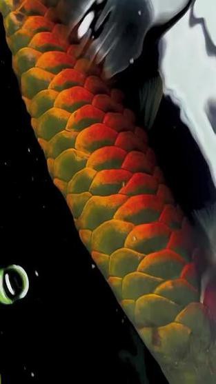 紅龍魚品牌等級排名圖片及價格介紹 龍魚百科 第15張 紅龍魚品牌等級排名圖片及價格介紹 紅龍魚品牌等級排名圖片及價格介紹 龍魚百科 第15張