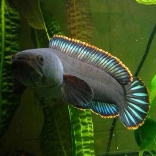 雷龍魚哪種漂亮又好養