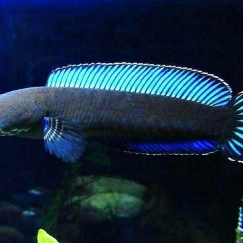 雷龍魚哪種漂亮又好養